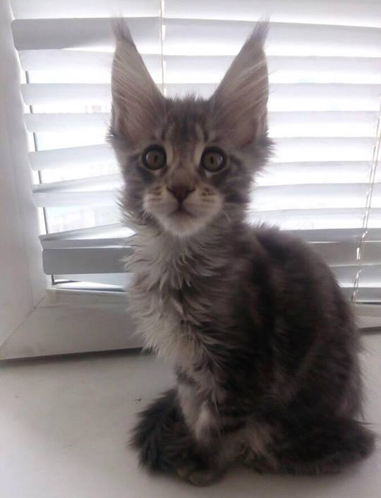 缅因猫买猫千万不要买这种品相的缅因猫