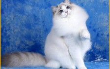 极品布偶猫_布偶猫品相标准_布偶猫品种介绍与图解