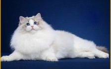 布偶猫猫主动求摸是为什么？为什么猫会求摸？