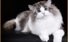 【布偶猫】国内重点色布偶猫稀缺吗？价格多少？