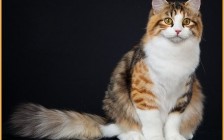 西伯利亚森林猫在哪买？西伯利亚猫价格多少钱？