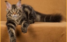 缅因猫知识科普：三个月体长多少？