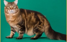 【猫草】缅因猫吃猫草吐毛球的原理是什么？