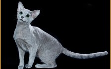 俄罗斯蓝猫的性格讲解