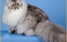 【波斯猫】波斯猫和英短蓝猫交配的话会怎样？