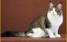 【缅因猫】缅因猫鉴定不求人，教你识别纯种缅因猫特征