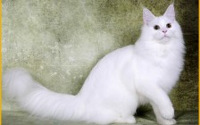 【缅因猫】5种常见的纯色缅因猫颜色_单色缅因猫