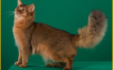 【俄罗斯】俄罗斯猫舍买猫攻略_俄罗斯带猫回国费用