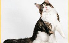 缅因短毛猫、短毛银缅因猫是有问题的？猫猫缅因猫也叫做“巨型缅因猫”