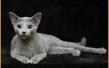 俄罗斯蓝猫为什么还会有其他颜色？