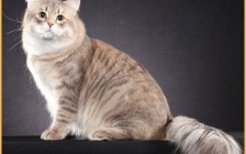西伯利亚猫品相鉴定，谈西伯利亚森林猫品相标准