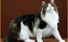 国内纯种缅因猫价格8000-15000元，一千多能买到缅因猫串串