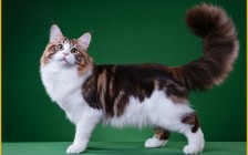 缅因猫阴影色怎么配出来的？缅因猫三个月的体重体长数据表？