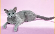 俄罗斯蓝猫的饲养经验分享