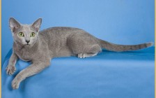 纯种俄罗斯蓝猫怎么辨别鉴定？