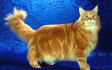 橙色缅因猫多钱一只？后院缅因猫花色？一只成年缅因猫能吃多少斤？缅因猫美图？