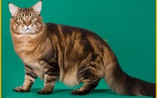 缅因猫和英短哪个好？六指缅因猫幼崽多大？阴影棕色缅因猫的来源？缅因猫vs狗狗尾巴？