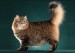 《西伯利亚森林猫品相详解电子书》西伯利亚猫品相鉴定