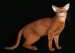 《世界名宠俱乐部的阿比西尼亚猫知识系列》