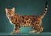 谈孟加拉豹猫颜色中的孟加拉豹猫金豹