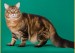 缅因猫正常寿命能活多久？