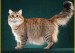 西伯利亚森林猫性格，西伯利亚森林猫优缺点介绍