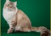 西伯利亚森林猫聪明吗？西伯利亚森林猫粘人吗？