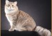 西伯利亚猫品相鉴定，谈西伯利亚森林猫品相标准