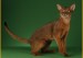 《阿比西尼亚猫常见疾病及应对措施详解篇》