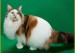 缅因猫能长到多少斤？缅因猫好大？缅因猫体质怎么样？
