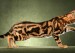 孟加拉豹猫花纹分类，谈孟加拉豹猫大理石纹
