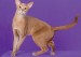 阿比猫颜色介绍，谈阿比西尼亚猫鹿色