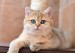猫先天性胆囊囊肿病常见于波斯猫和喜马拉雅猫，猫胆囊囊肿病治疗