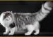 《挪威森林猫品种品相详解大全》世界名宠俱乐部，原创专辑学习链接