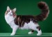 《CFA纯种猫42品种详解系列大全》世界名宠俱乐部，原创专辑学习链接