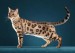 《孟加拉豹猫品种品相详解大全》世界名宠俱乐部，原创专辑学习链接