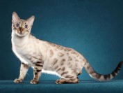 孟加拉豹猫雪色,谈白色孟加拉豹猫雪豹