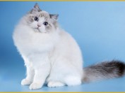 布偶猫能长多大?布偶猫正常体重表_布偶猫长大了有多长?