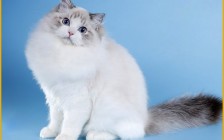 布偶猫能长多大？布偶猫正常体重表_布偶猫长大了有多长？