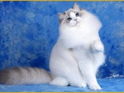 布偶公猫不绝育没事吧?布偶公猫做绝育的最佳时间、布偶公猫绝育多少钱?