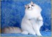 极品布偶猫_布偶猫品相标准_布偶猫品种介绍与图解