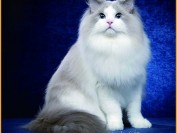 布偶猫公的好还是母的好?布偶猫养公的还是养母的?