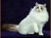 养布偶猫注意事项_养布偶猫最忌讳什么?