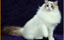 WCF布偶猫品种标准_布偶猫颜色分类_布偶猫的特征