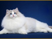 【布偶猫】什么是手套流星布偶猫?价格多少钱?