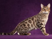 关于孟加拉豹猫游泳、孟加拉豹猫洗澡的介绍