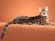 孟加拉豹猫4000块买的,难道孟加拉豹猫不值钱了?