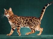 20万一只孟加拉豹猫?8万一只孟加拉豹猫?孟加拉豹猫价格3000?