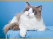 布偶猫的智商有多高?布偶猫聪明吗?布偶猫聪明度排第几名?