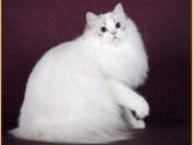 布偶猫价格_布偶猫纯种多少钱_布偶猫为什么这么贵?